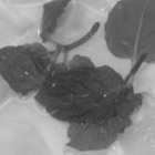 2018 アンダー２９　第1回サービスコンクールの様子